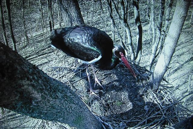 Megérkeztek a fekete gólyák a Gemenci erdőbe