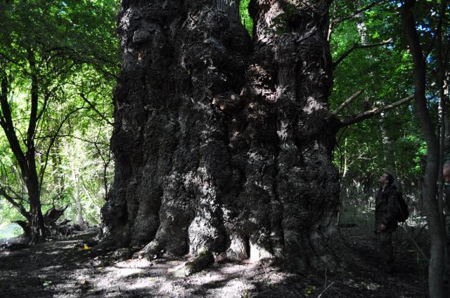 Hitelesítették hazánk legnagyobb fáját a Gemenci erdőben