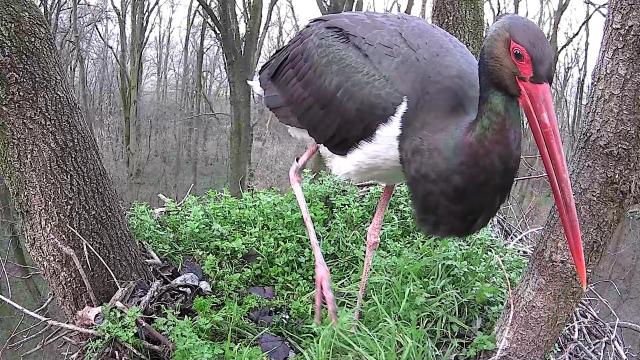 Rekordgyorsasággal érkeztek meg a fekete gólyák a Gemenci erdőbe
