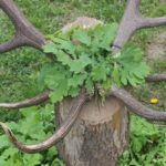 Ag_mustra_1804_05