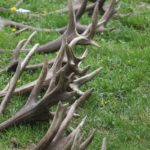 Ag_mustra_1804_12