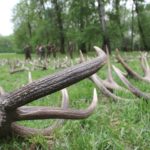 Ag_mustra_1804_16
