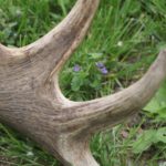 Ag_mustra_1804_23
