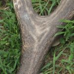 Ag_mustra_1804_24