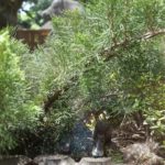 kacs_1804_03