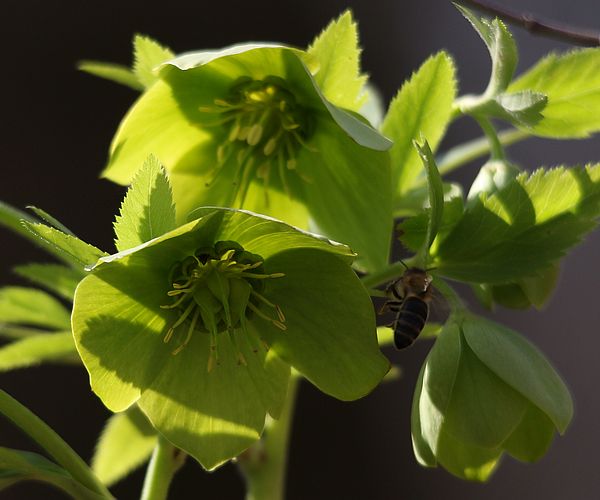 Óvatosabb léptekkel az erdőben!