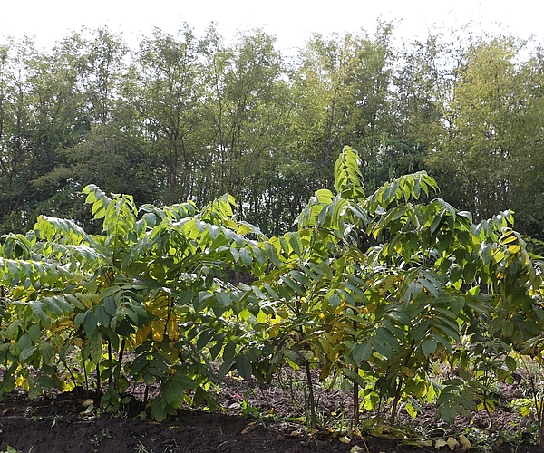 52 hektár új erdő a szén-dioxid megkötésért