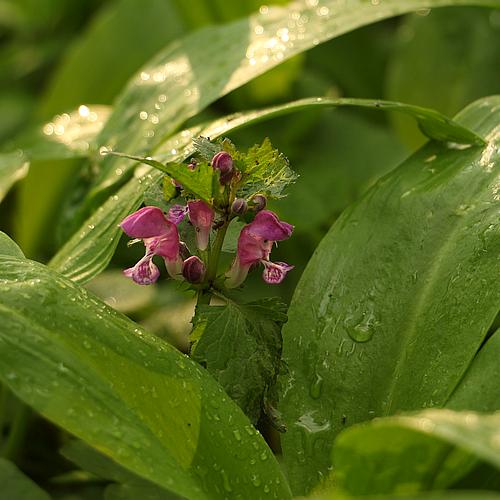 Fontos a biztonságos erdőlátogatás