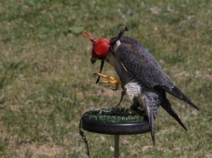 ÉledőGemenc_240501_28_s