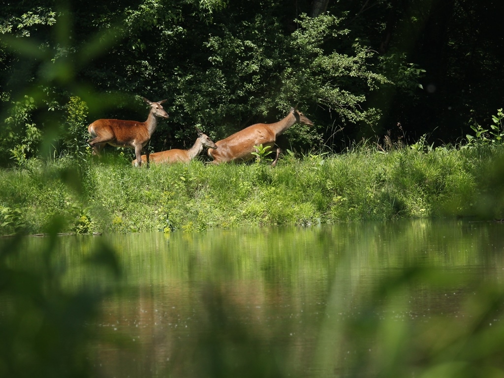 Víz alatt az ártéri erdő