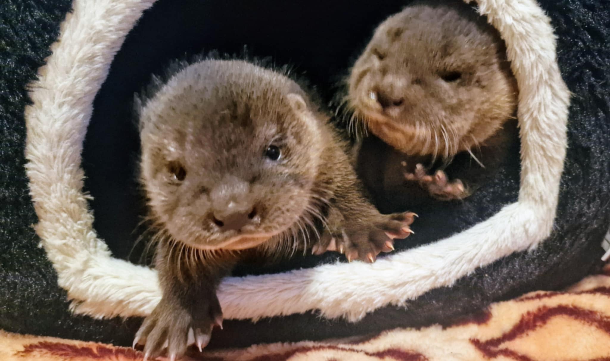 VIDRAMENTÉS GEMENCEN