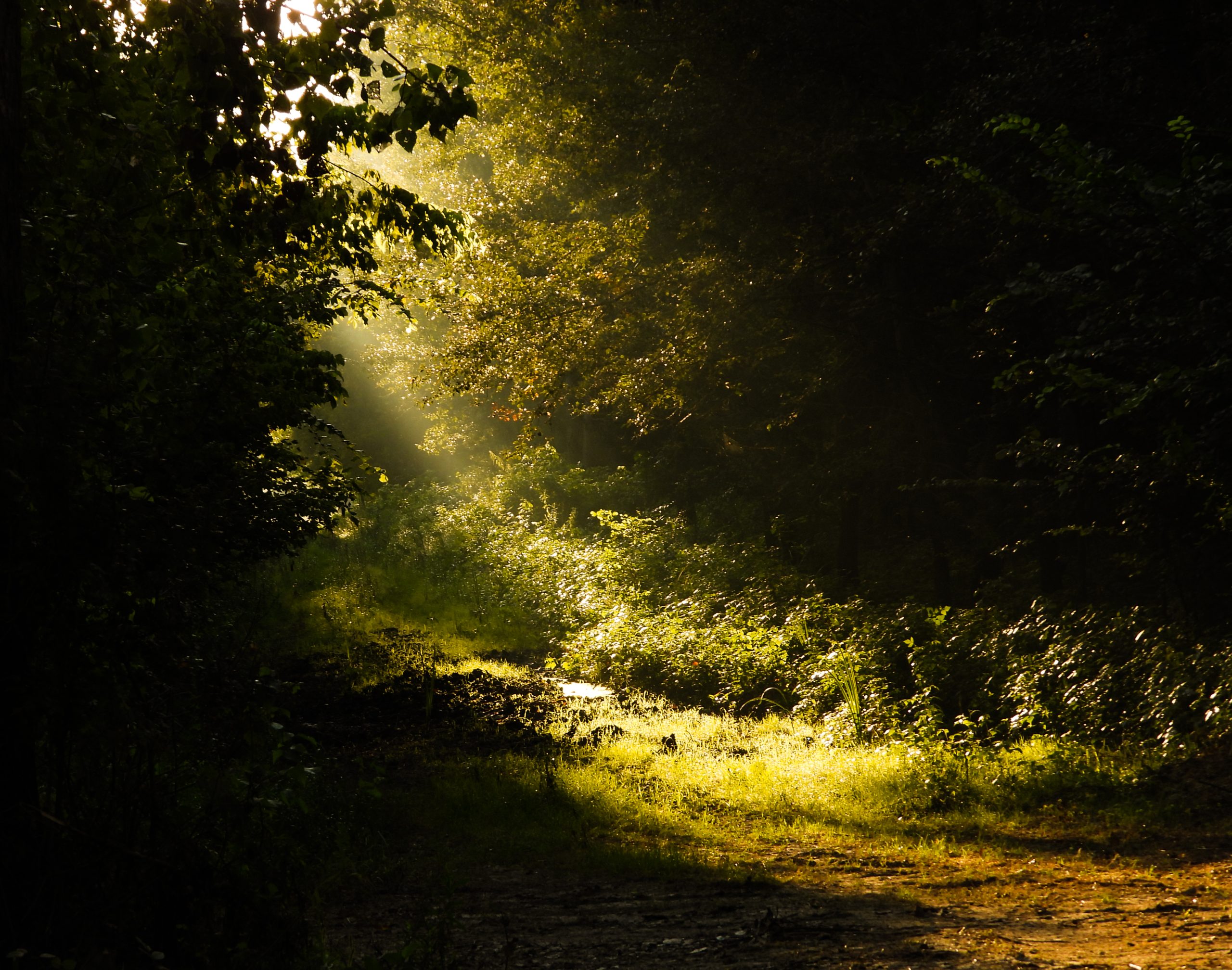 ÚJRA LEHET KIRÁNDULNI A GEMENCI ERDŐBEN