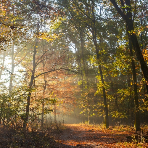 Megjelent Magyarország erdeinek 2024-es évi összefoglaló adatai