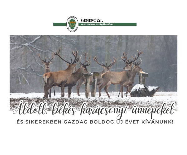 🎄🎁🎄🎁🎄🎁🎄🎁