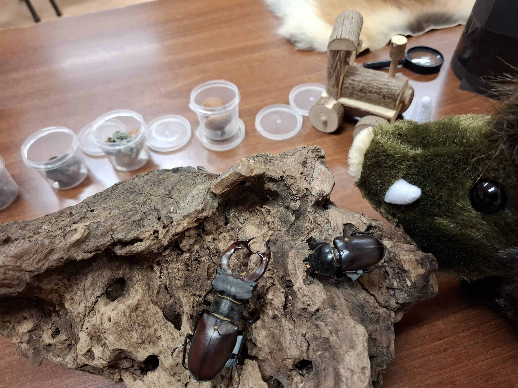 Iskolában_az_erdő1 Iskolában_az_erdő1