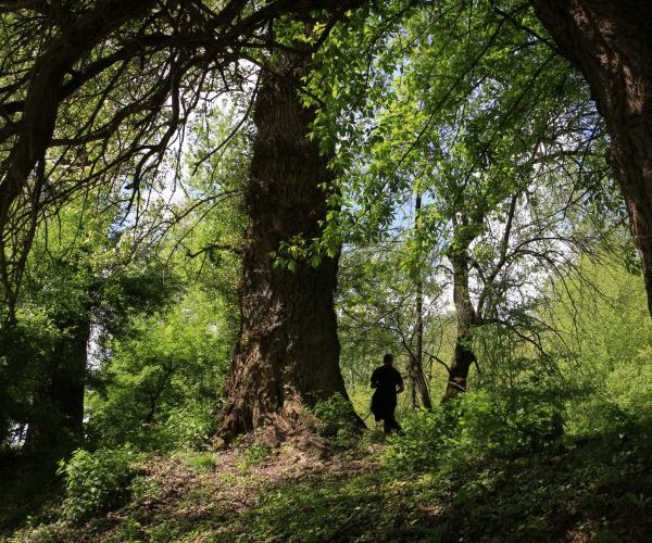 Erdőkezelés a Gemenc Zrt. területein