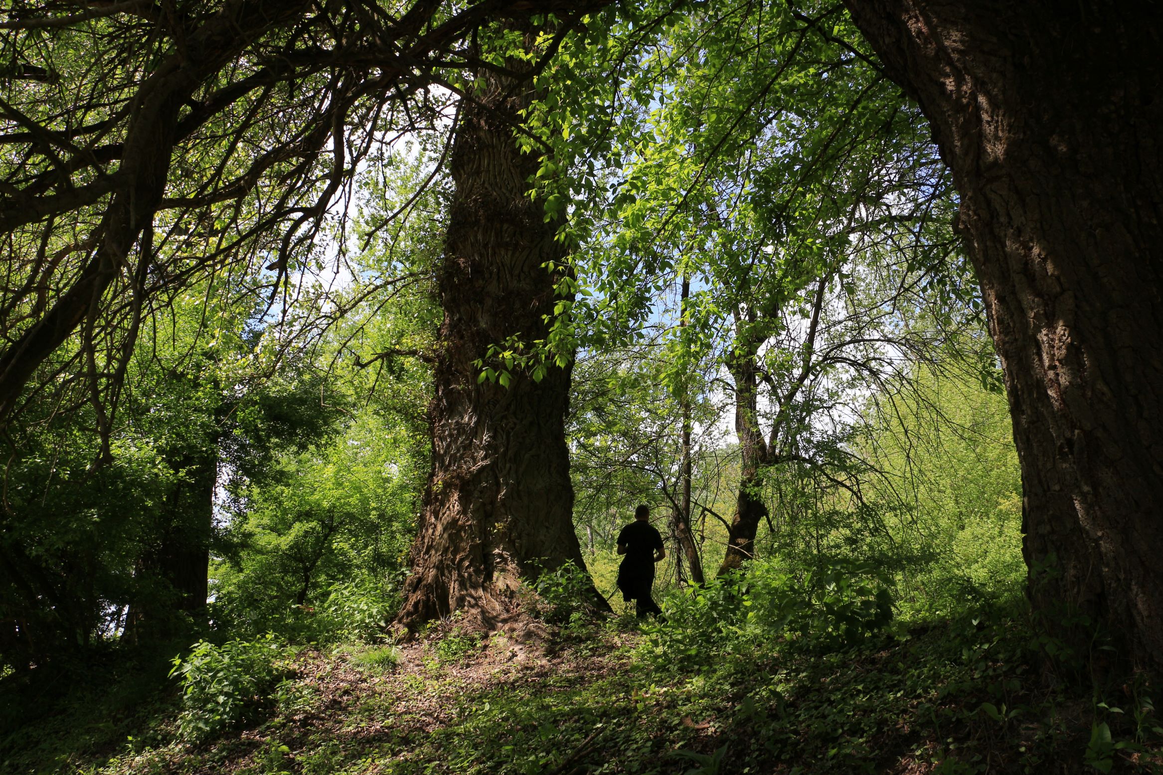 Gem_erdő_02 másolata Gem_erdő_02 másolata
