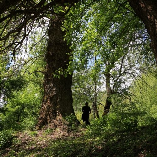 Erdőkezelés a Gemenc Zrt. területein