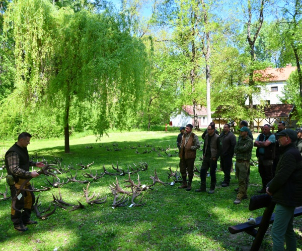 JÓ ÁLLAPOTBAN VAN A GEMENCI GÍMSZARVAS-ÁLLOMÁNY