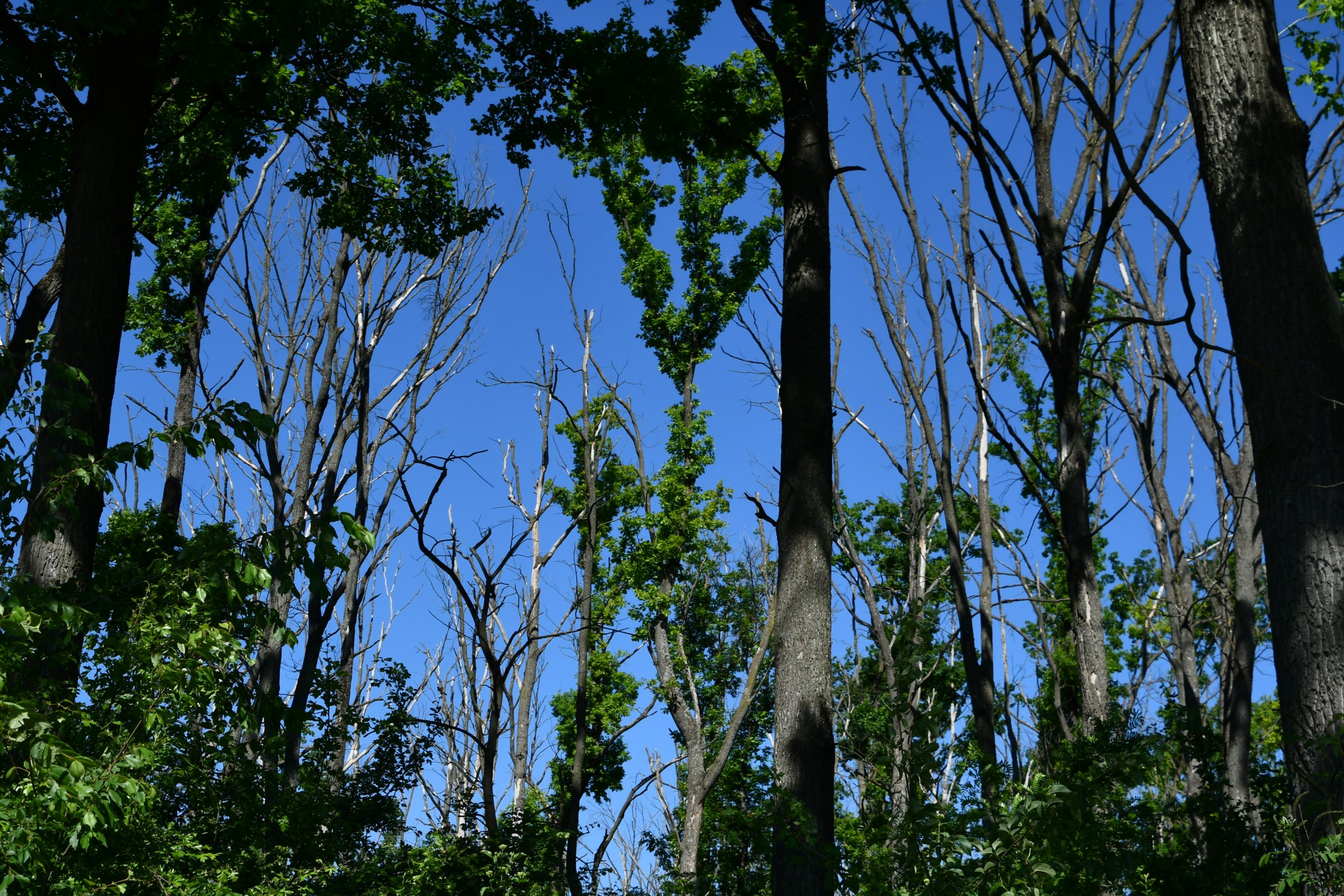 DSC_7496